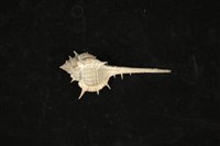 藏品(華南骨螺)的圖片